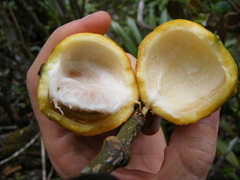 Garcinia humilis