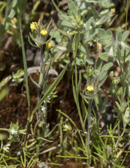 Castilleja tenuis