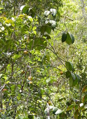 Garcinia humilis