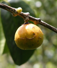 Garcinia humilis