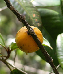 Garcinia humilis