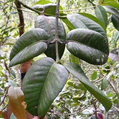 Garcinia humilis