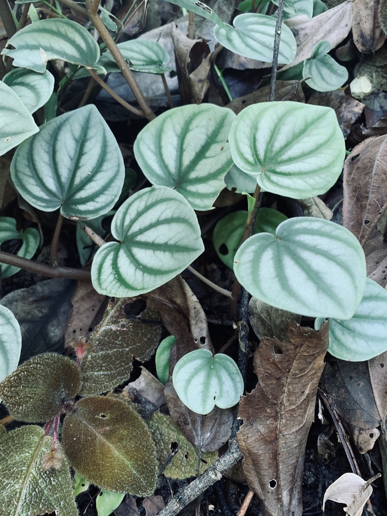 Peperomia cordulatiformis