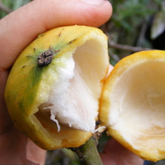 Garcinia humilis