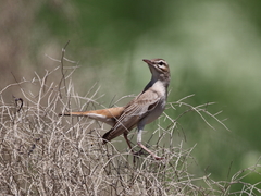 Cercotrichas galactotes