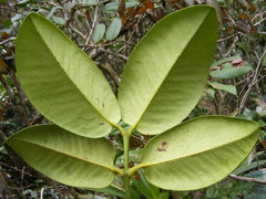 Garcinia humilis