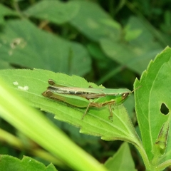 Spathosternum prasiniferum