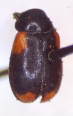 Babia stabilis