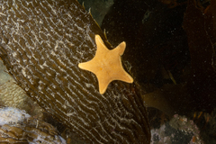 Odontaster penicillatus