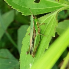 Spathosternum prasiniferum
