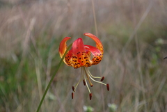 Lilium pardalinum pardalinum