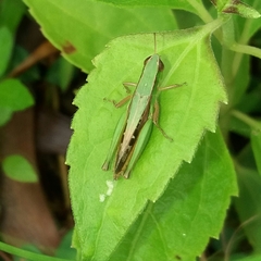 Spathosternum prasiniferum
