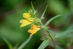 Melampyrum