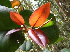 Garcinia humilis