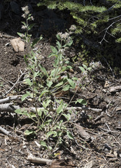 Phacelia mutabilis