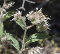 Phacelia mutabilis