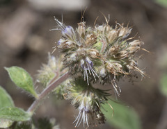 Phacelia mutabilis