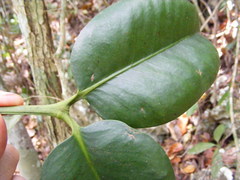 Garcinia humilis