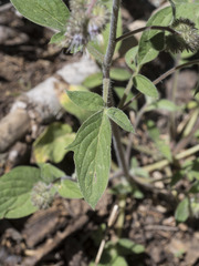 Phacelia mutabilis