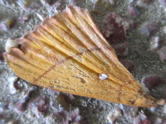 Odonestis pruni