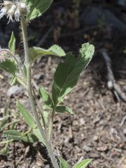 Phacelia mutabilis