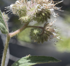 Phacelia mutabilis