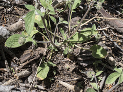 Phacelia mutabilis