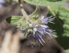 Phacelia mutabilis