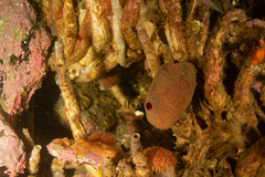 Pyura legumen