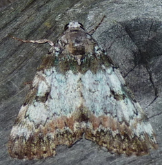 Catocala connubialis