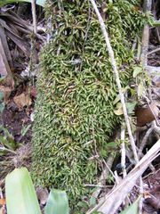 Anathallis sertularioides