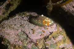 Nacella