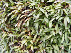 Anathallis sertularioides