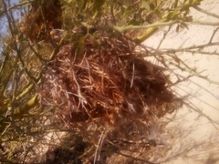 Parkinsonia florida