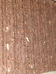 Empoa