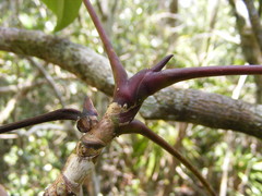 Sciodaphyllum brownei