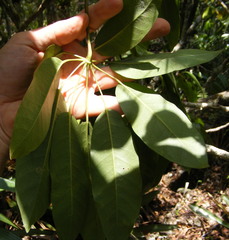 Sciodaphyllum brownei