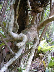 Sciodaphyllum brownei