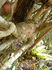 Sciodaphyllum brownei