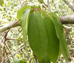 Sciodaphyllum brownei