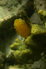 Cnemidocarpa verrucosa