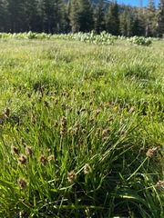Divisae
