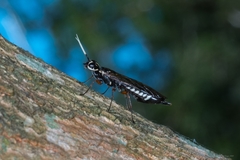 Xiphydria maculata