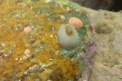 Fissurellidea