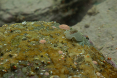 Fissurellidea