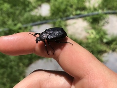 Osmoderma scabra