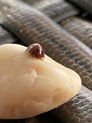 Chilocorus bipustulatus