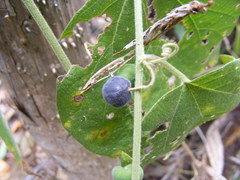 Passiflora sexflora