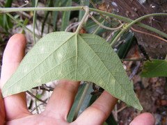 Passiflora sexflora
