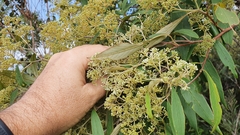 Pomaderris argyrophylla